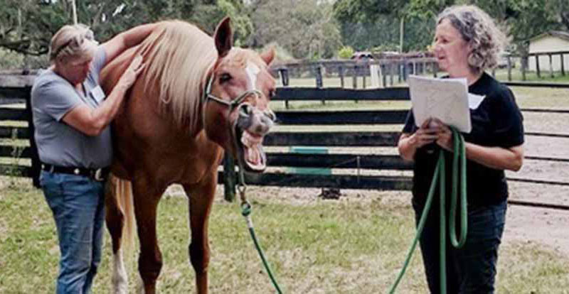 Learning with Horses