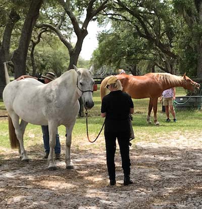 Learning with Horses