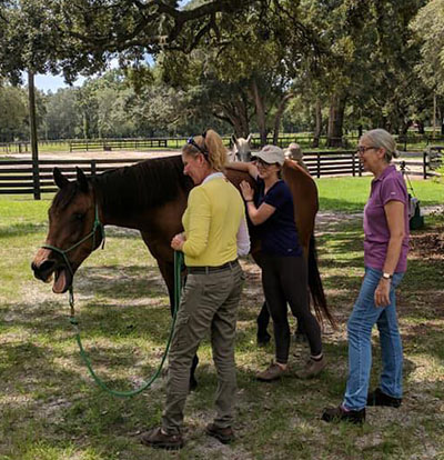 Learning with Horses