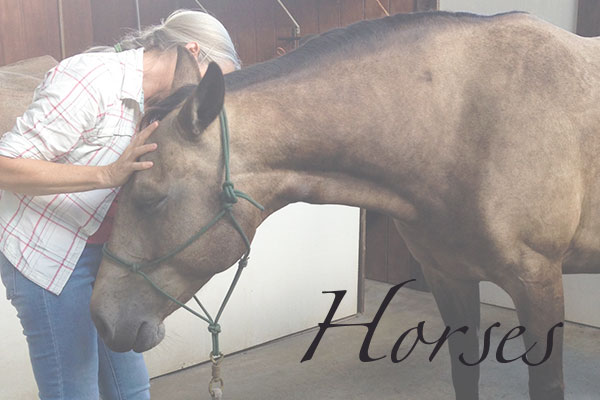 Craniosacral Therapy for People Horses