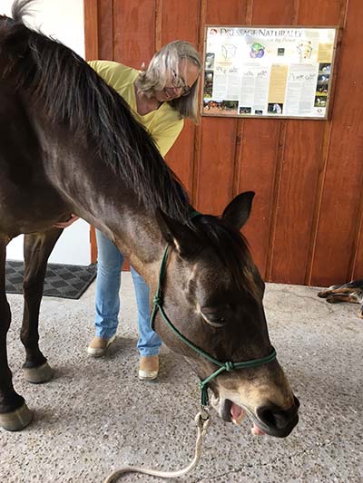 Horses - Craniosacral Therapy with Karen Partisch